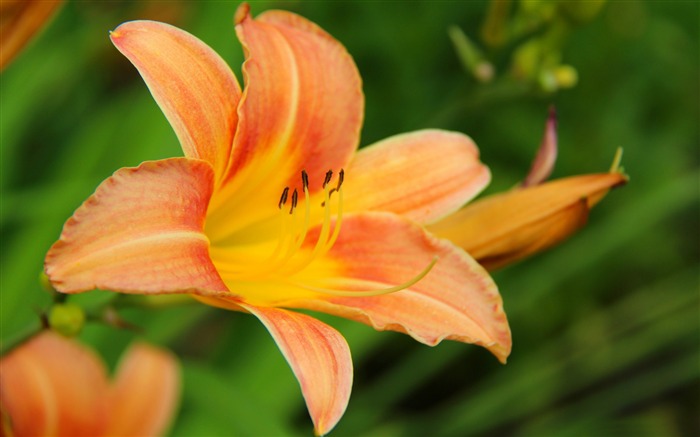 春のユリの花-写真のHDの壁紙 ブラウズ:7894