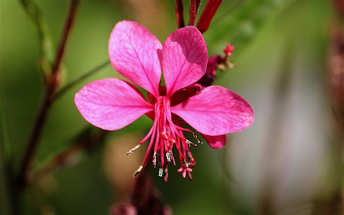 春のピンクの花-写真のHDの壁紙 ブラウズ:7082