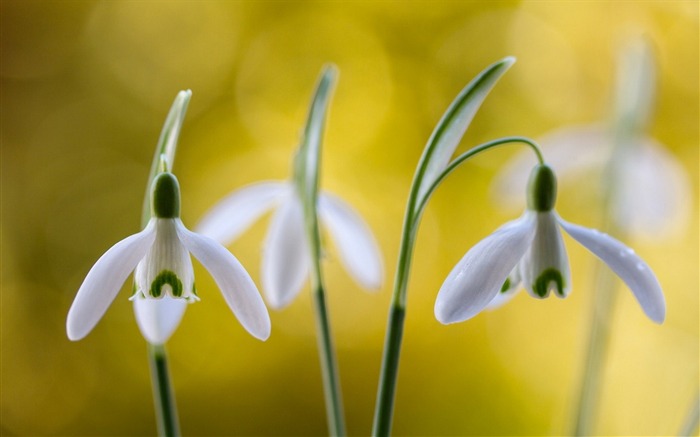 春スノードロップの花びら-写真のHDの壁紙 ブラウズ:7707