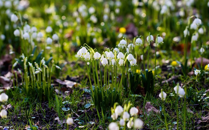 flocon de neige de printemps-Photo HD Fond d'écran Vues:8353