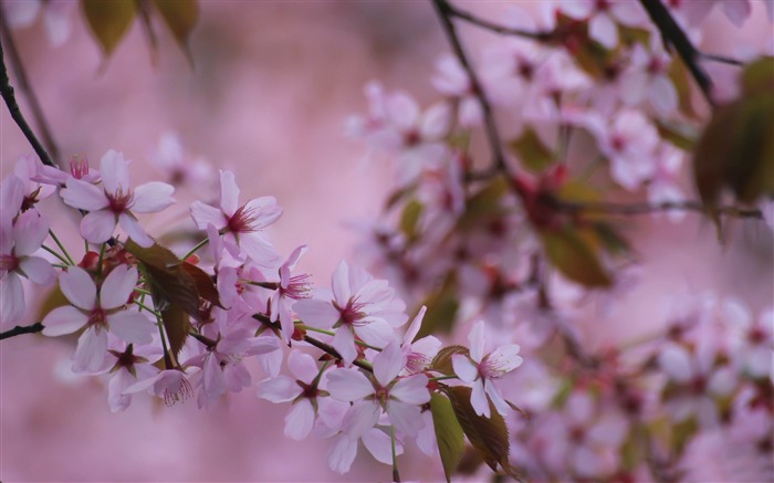 souvenirs printemps-Photo HD Fond d'écran Vues:6365