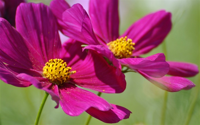 2コスモスの花-写真のHDの壁紙 ブラウズ:7250