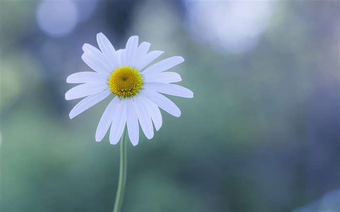 white chamomile-Photo HD Wallpaper Views:7443 Date:2015/4/27 7:33:55