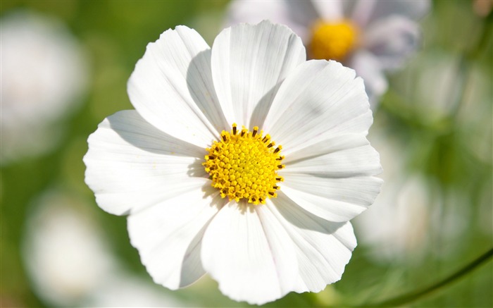 白いコスモスの花-写真のHDの壁紙 ブラウズ:10893