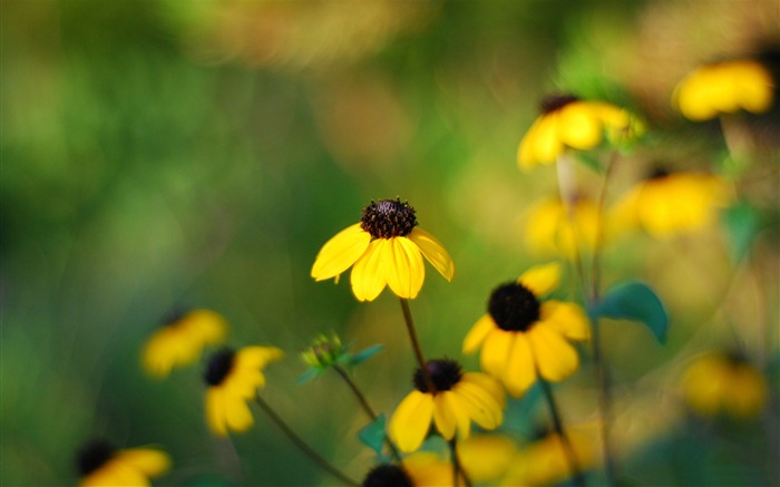 黄色の小さな花-写真のHDの壁紙 ブラウズ:7494