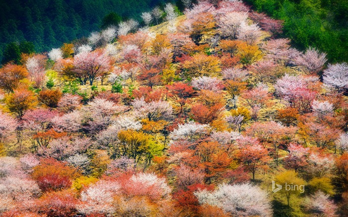 Otoño rojo jungle-2015 Bing tema fondo de pantalla Vistas:8825