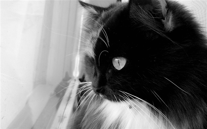 Blanco y negro Cat-Animal HD Wallpaper Vistas:12030