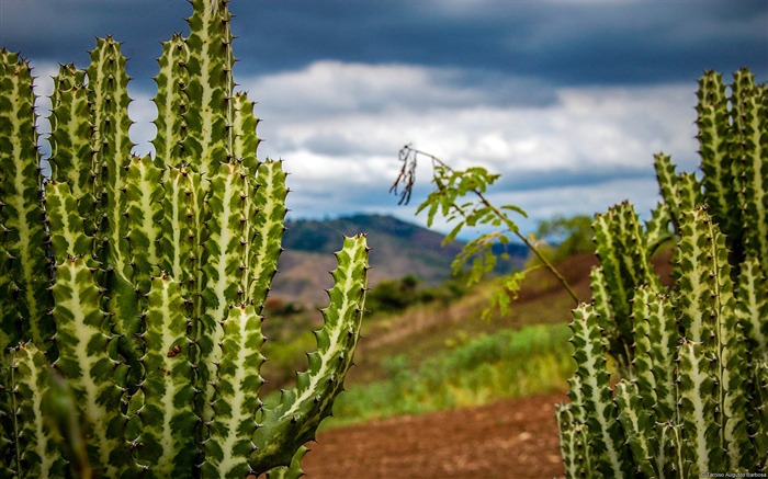 Cactus plantas-Windows 10 fondo de pantalla Vistas:14918