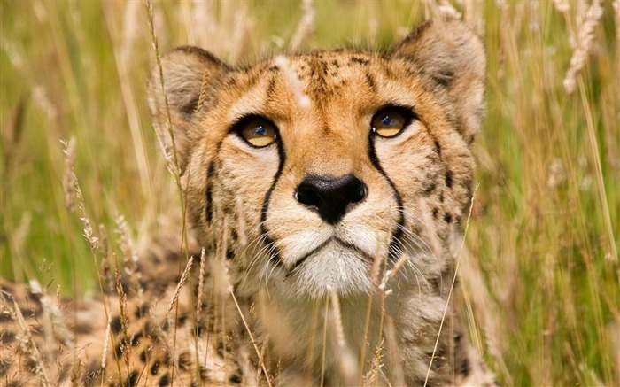 Cheetah Face-Animal fondo de pantalla HD Vistas:12471