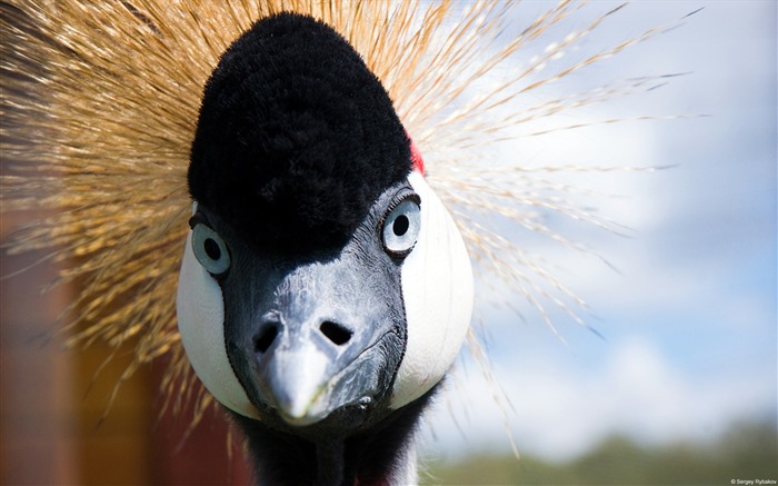 Fondo de pantalla de Crowned Crane-Windows 10 Vistas:9218