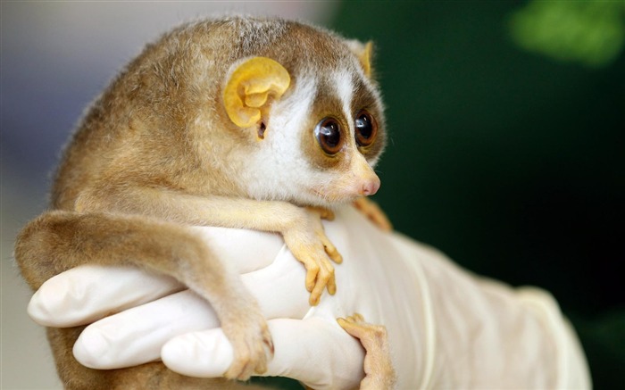 Loris Lent mignon-Animaux HD Fond d'écran Vues:18411