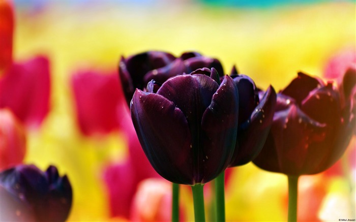 Fondo de pantalla de Dark Tulips-Windows 10 Vistas:12791