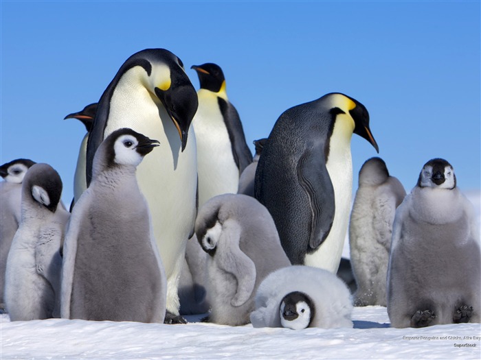 Manchot empereur bébé-Animaux HD Fond d'écran Vues:30430