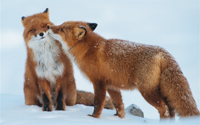 Fox pareja nieve invierno-Animal HD Wallpapers Vistas:17771