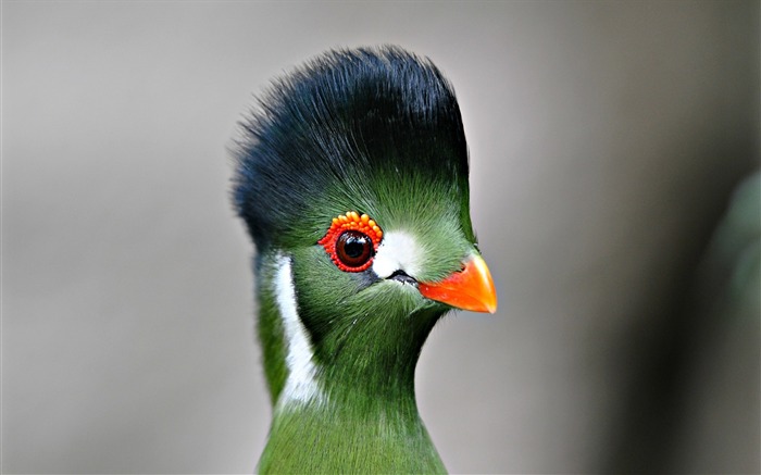 Pájaro verde close up-Animal HD Wallpapers Vistas:9388