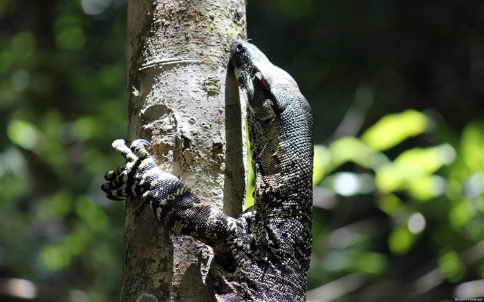 Lace Monitor Lizard-Windows 10 fondo de pantalla Vistas:8744