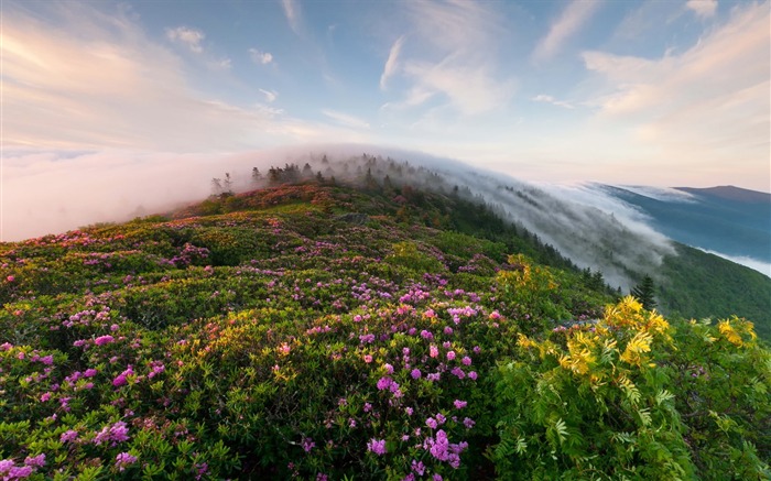 Flores de montaña-HD Photo Wallpaper Vistas:10632