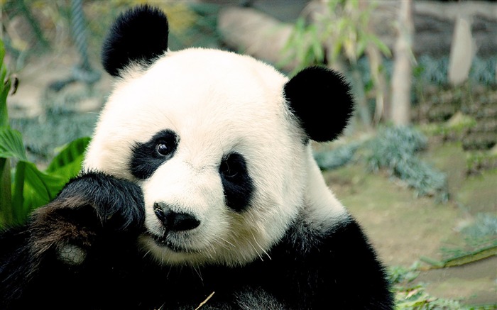 Imagen de Panda de cerca-Fondos de pantalla HD de animales Vistas:14711