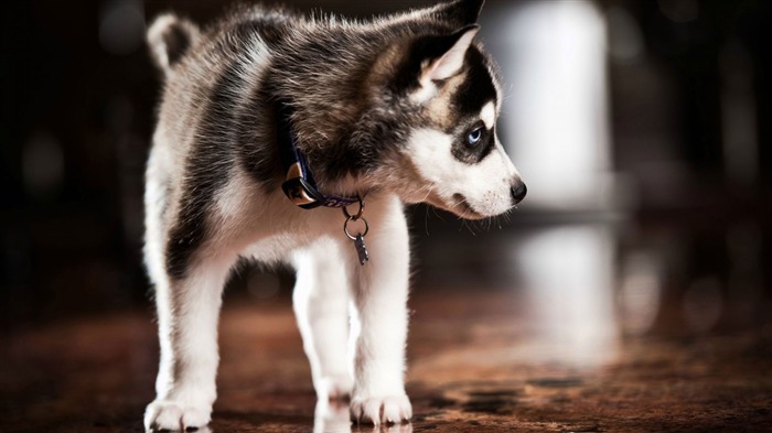 Grown Pomsky complet-Animaux HD Fond d'écran Vues:9097