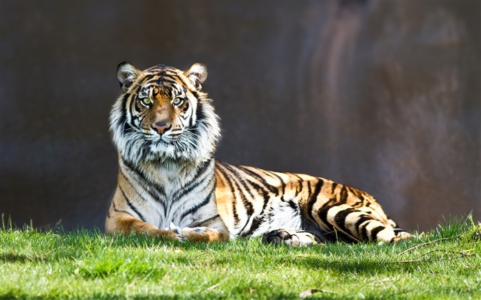 Tiger couchée dans l'herbe-Animaux HD Fond d'écran Vues:8229