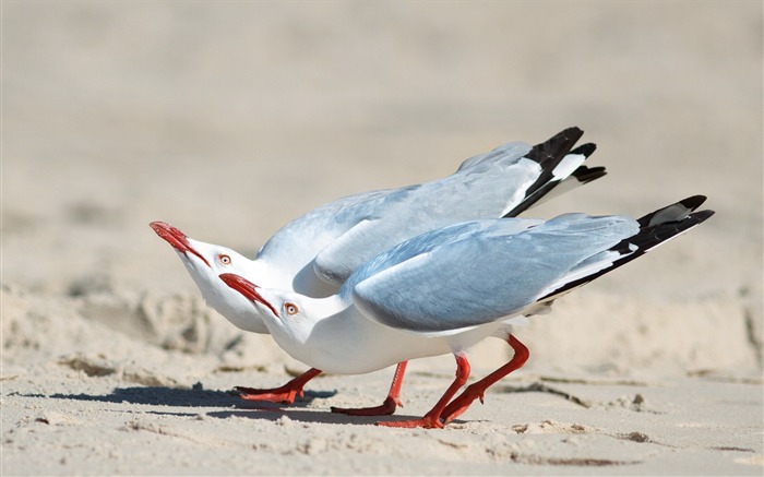 Deux mouettes sur le sable-Animaux HD Fond d'écran Vues:6907