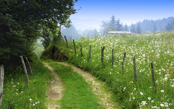 Wildflower Meadow Along Dirt Road-Windows 10 fondo de pantalla Vistas:19117