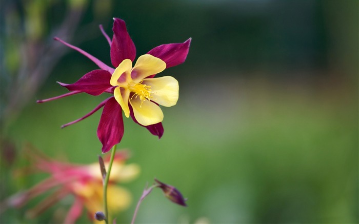 Aquilegia vulgaris flor-Fotografia HD Wallpaper Visualizações:7819