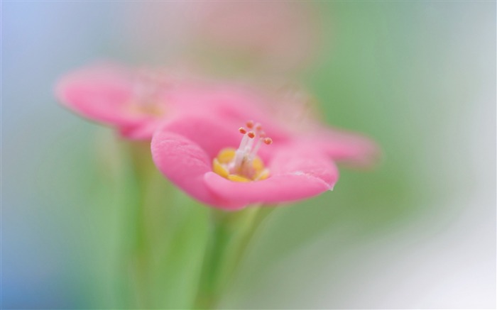 jardín botánico rosa flor-fotografía fondo de pantalla HD Vistas:7374