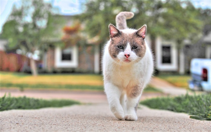 rue de promenade de chat repéré-Animaux HD Fond d'écran Vues:9992