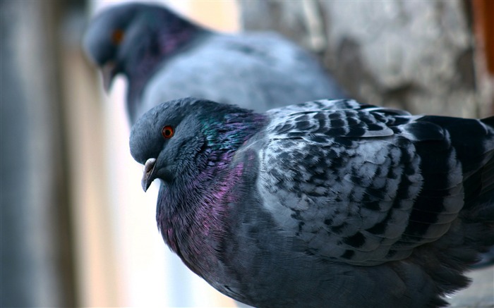 colombe plumes d'oiseaux quelques-Animaux HD Fond d'écran Vues:8791