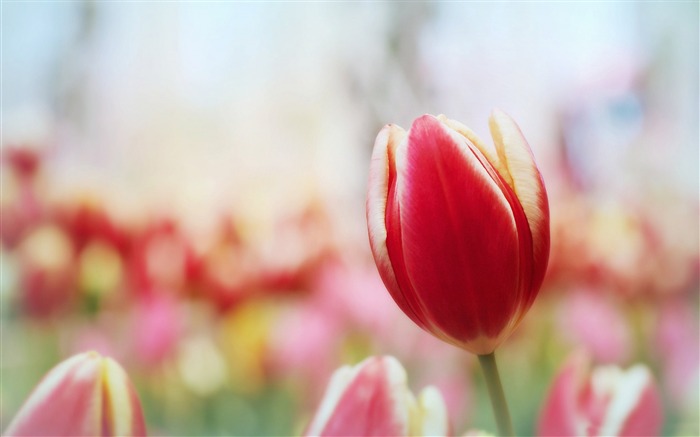 espero una primavera temprana-Fotografía Fondo de pantalla HD Vistas:7267