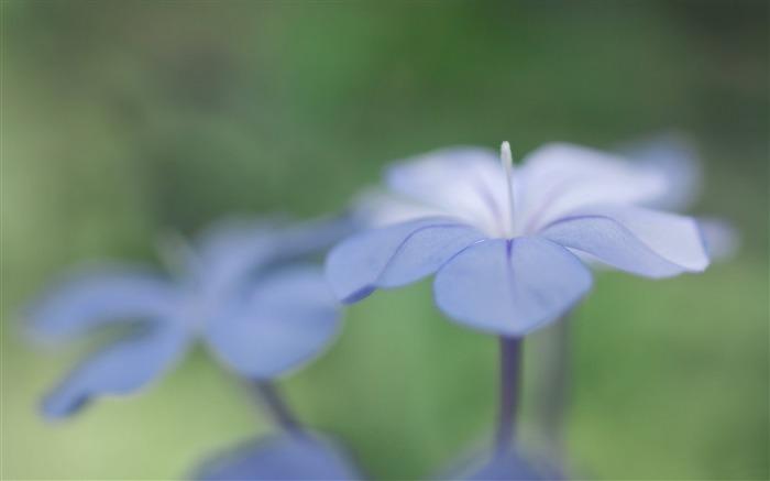 淡蓝色的花微距-摄影高清壁纸 浏览:8920