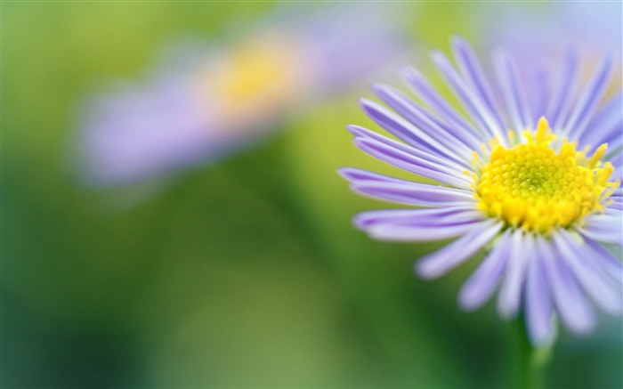 macro-fotografía flor púrpura claro fondo de pantalla HD Vistas:8712