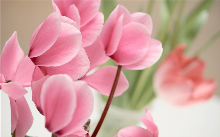 Pink Cyclamen Flowers-Fotografia HD Wallpaper Visualizações:10835