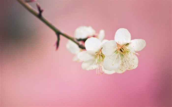 flores de ameixa-Fotografia HD Wallpaper Visualizações:11293