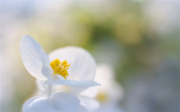 Flores brancas de pureza - Fotografia HD Wallpaper Visualizações:9679