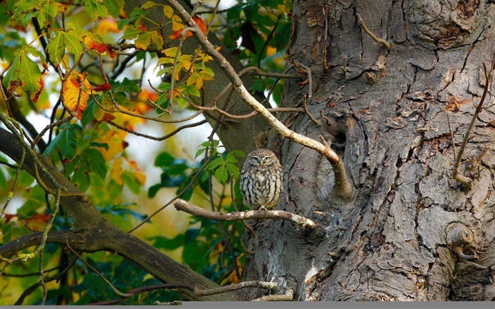 SOVA derevo listva-Animaux HD Fond d'écran Vues:8048