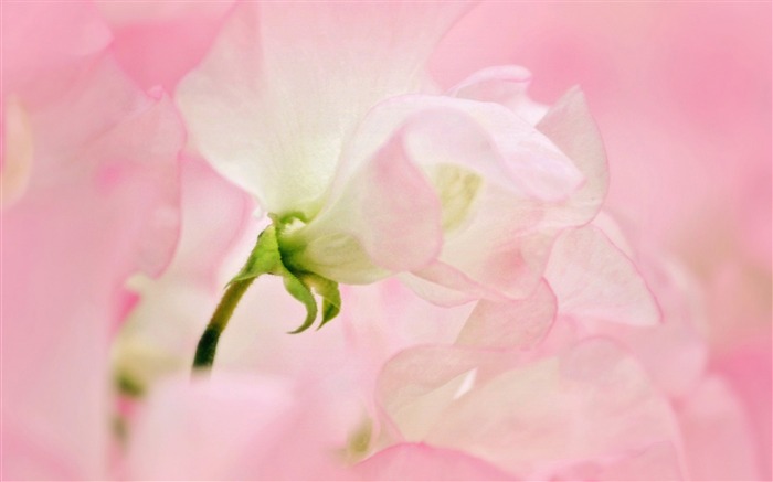 la primavera estará aquí pronto-Fotografía Fondo de pantalla HD Vistas:5939