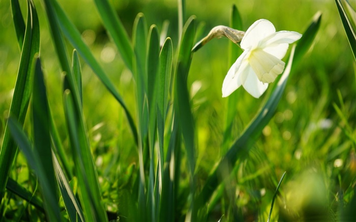 flor blanca hierba-fotografía fondo de pantalla HD Vistas:6730