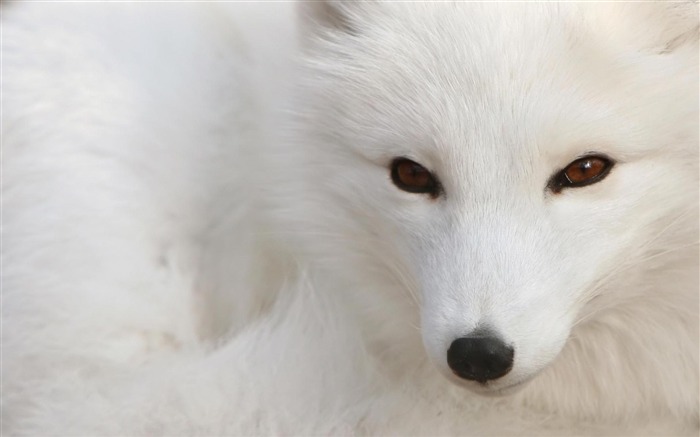 renard blanc macro-Animaux HD Fond d'écran Vues:12352