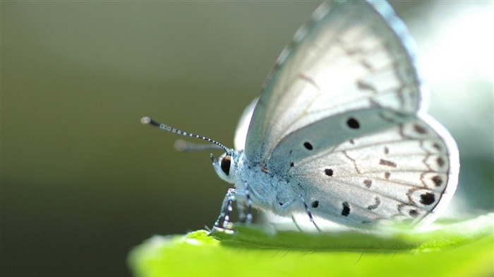 Beautiful White Butterfly-HD Desktop Wallpaper Views:10049 Date:2015/6/19 9:46:29