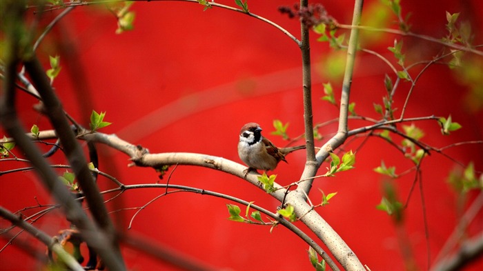 Pájaros en ramas-2015 fondo de pantalla de tema de Bing Vistas:7230