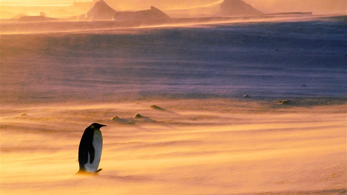 Fondo de pantalla de Lonely Penguin-2015 Bing tema Vistas:10276