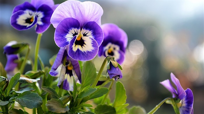 Pansies Flowers-Plant HD Wallpaper Views:9878 Date:2015/6/17 7:53:32