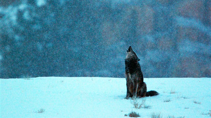 Nieve, ululante, lobo, 2015, Bing, tema, papel pintado Vistas:7574