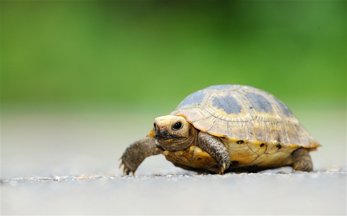 baby elongated tortoise-HD Desktop Wallpaper Views:9136 Date:2015/6/19 9:45:52