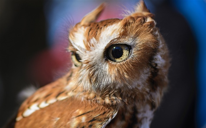 brown owl-HD Desktop Wallpaper Views:8368 Date:2015/6/19 9:47:14