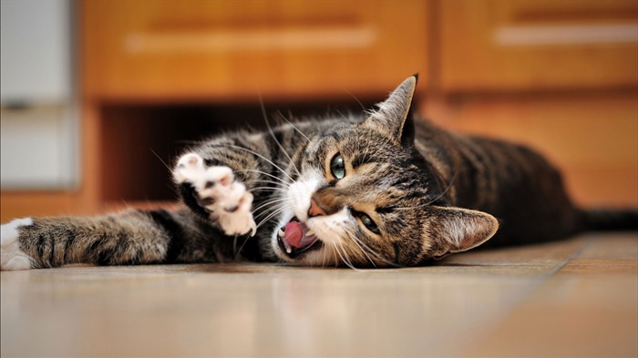 cat playful foot face-HD Desktop Wallpaper Views:7587 Date:2015/6/19 9:48:48