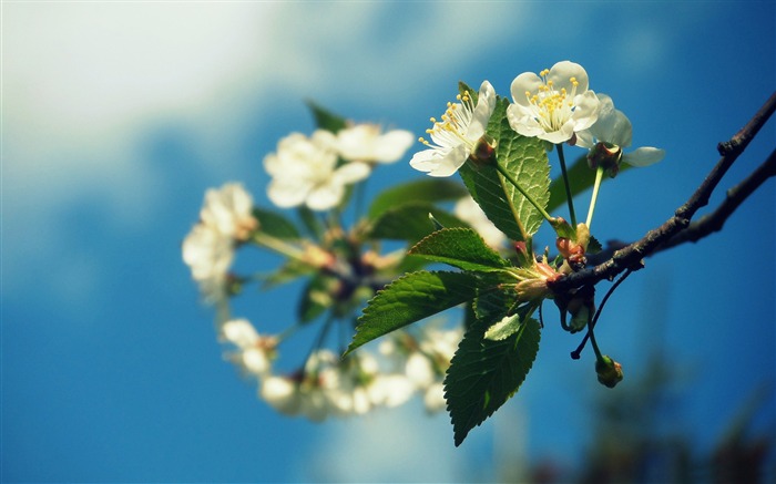 cherry blossom-Plant HD Wallpaper Views:9633 Date:2015/6/17 7:49:56