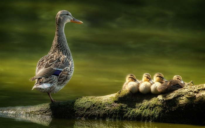 duck family-HD Desktop Wallpaper Views:9471 Date:2015/6/19 9:49:43